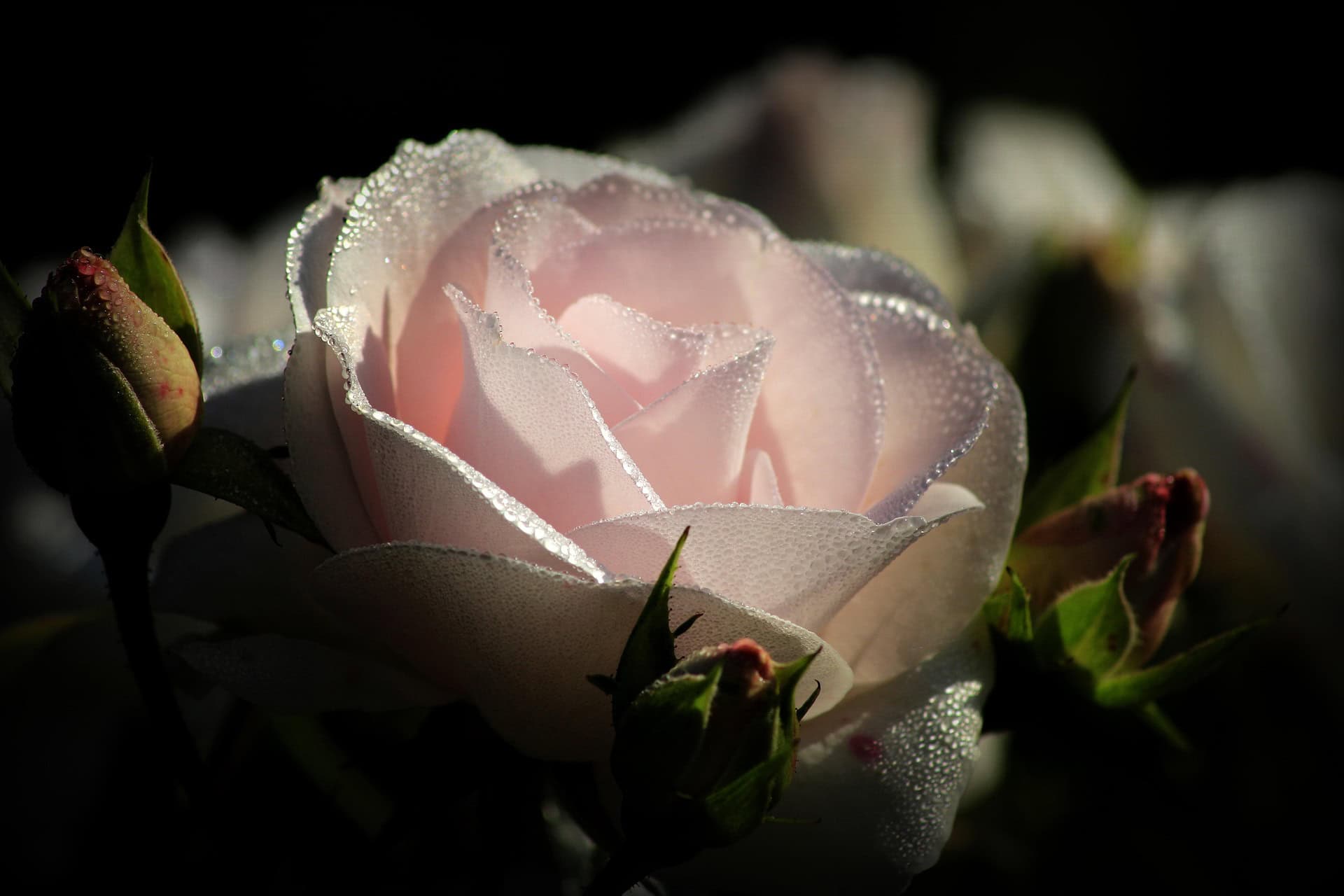 Rosa con rocío